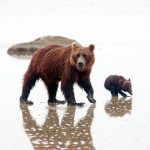 Brown bears (grizzlies) at Silver Salmon Creek